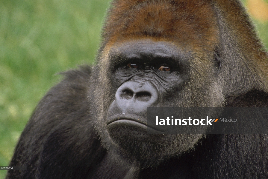 Retrato de varón gorila occidental (Gorilla gorilla gorilla) plateada, África