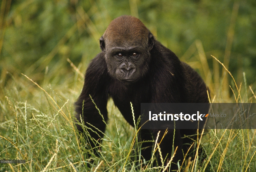 Gorila occidental (Gorilla gorilla gorilla) juvenil, Ecuatorial África del oeste