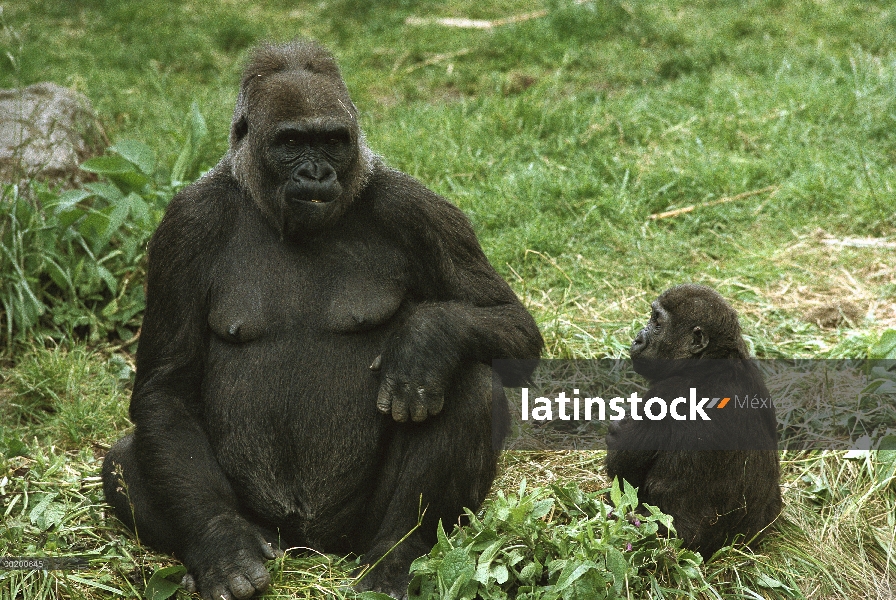 Hembra de gorila occidental (gorila del gorila del gorila) con el bebé, Woodland Park Zoo, Seattle, 