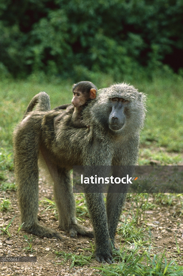 Adulto niño lleva Olive Baboon (Papio anubis) en la espalda, el Parque Nacional Gombe Stream, Tanzan