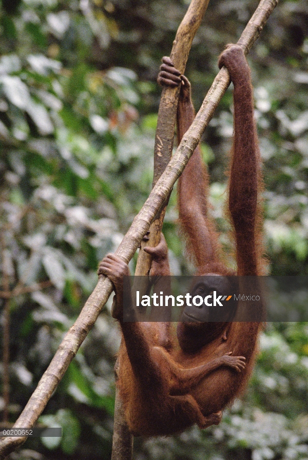 Orangután (Pongo pygmaeus) madre y el bebé, reserva forestal de Sepilok, Sabah, Borneo