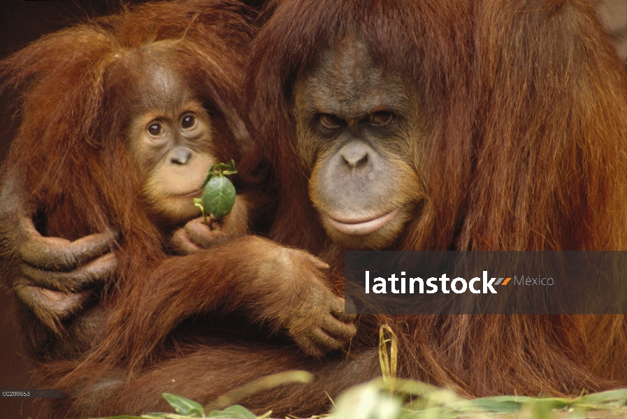 Orangután (Pongo pygmaeus) madre y el bebé, Borneo