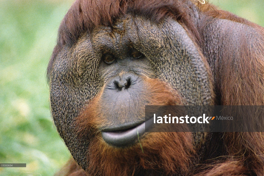 Orangután (Pongo pygmaeus) macho, nacional Zoo, Washington DC, nativa de los bosques de tierras baja