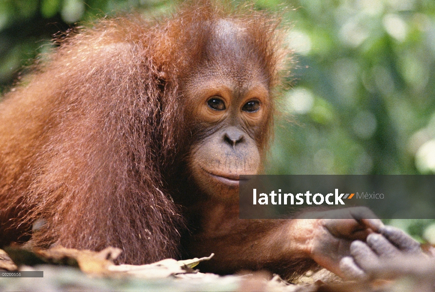 Orangután (Pongo pygmaeus) retrato, reserva forestal de Sepilok, Sabah, Borneo