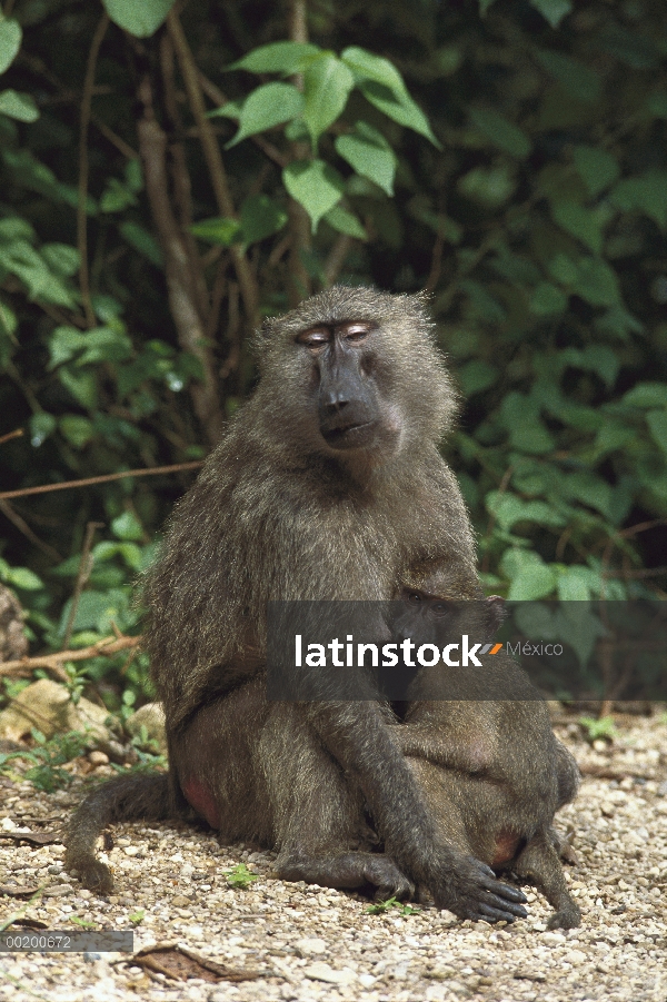 Lactante femenino Olive Baboon (Papio anubis), Parque Nacional de Gombe Stream, Tanzania