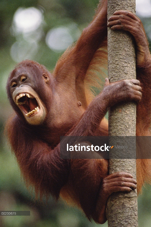 Orangután (Pongo pygmaeus) colgando en el árbol, reserva forestal de Sepilok, Sabah, Borneo