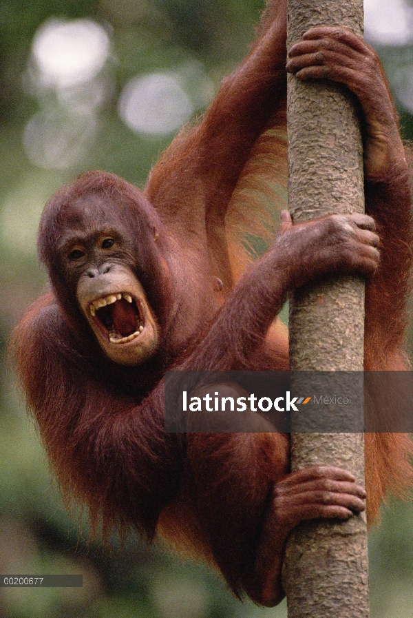 Orangután (Pongo pygmaeus) colgando en el árbol, reserva forestal de Sepilok, Sabah, Borneo