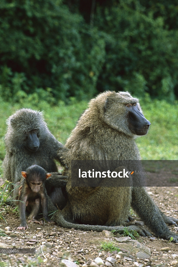 Mujer de Olive Baboon (Papio anubis) aseo a hombre con niño sentado cerca, Parque Nacional de Gombe 