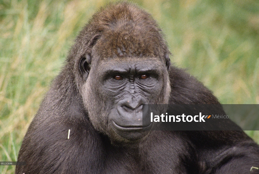 Hombre joven de gorila occidental (Gorilla gorilla gorilla), el Parque Zoológico Woodland, Seattle, 