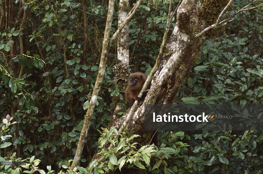 Lémur de vientre rojo (Eulemur rubriventer) preparándose para saltar, Parque Nacional Ranomafana Mad