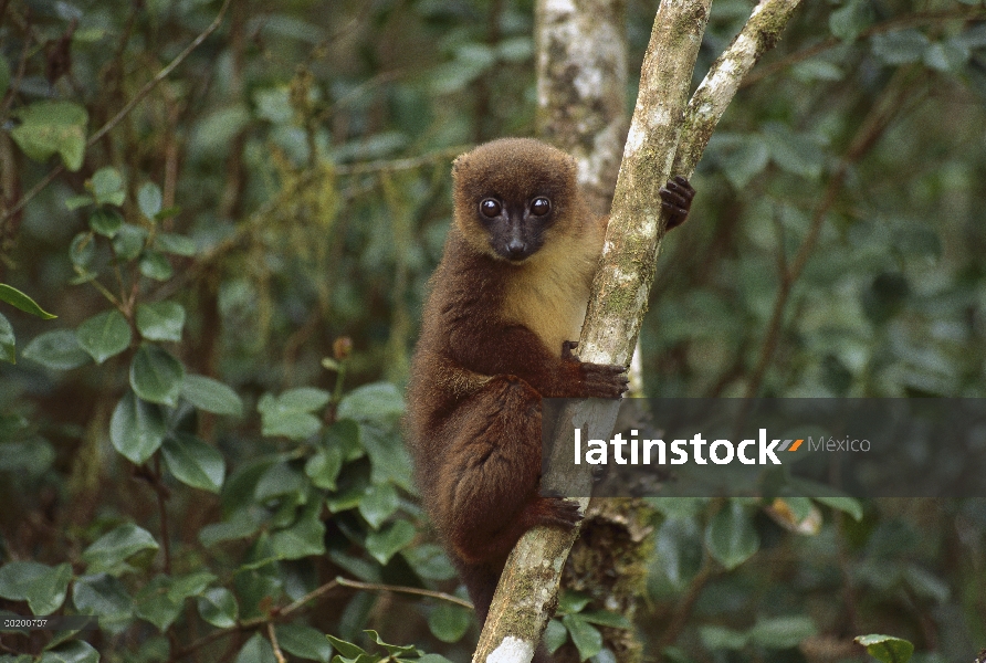 Lémur de vientre rojo (Eulemur rubriventer), Parque Nacional Ranomafana Madagascar