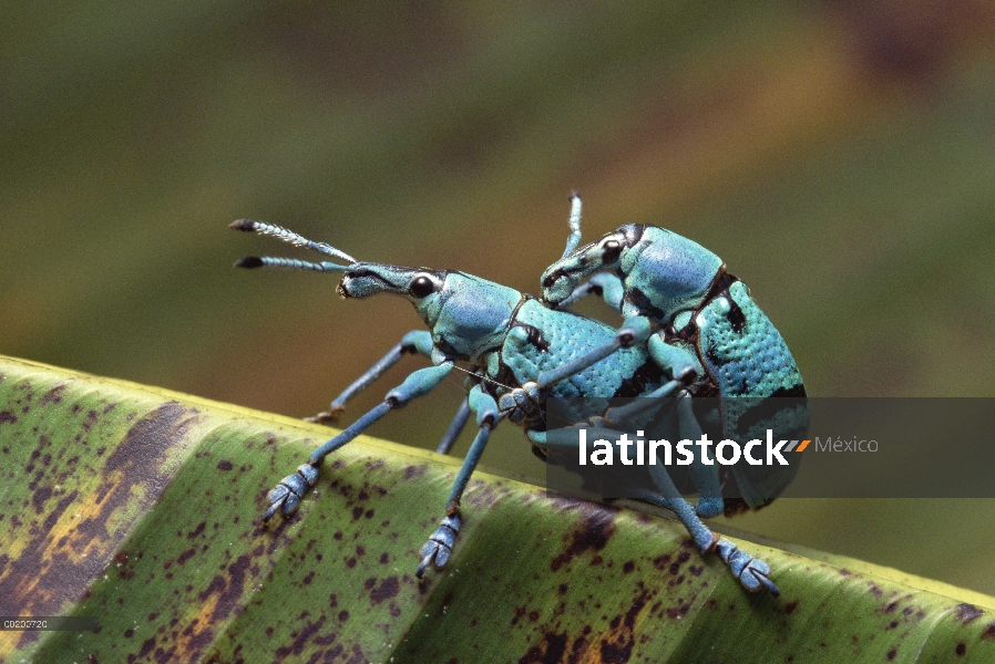 Cierto par de picudos (Curculionidae) apareamiento, Kikori Delta, Papua Nueva Guinea