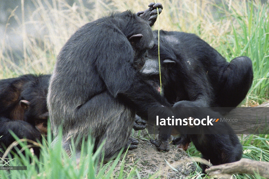 Chimpancé (Pan troglodytes) enseñanza, varón joven utilizar herramienta de pesca, Washington Park Zo