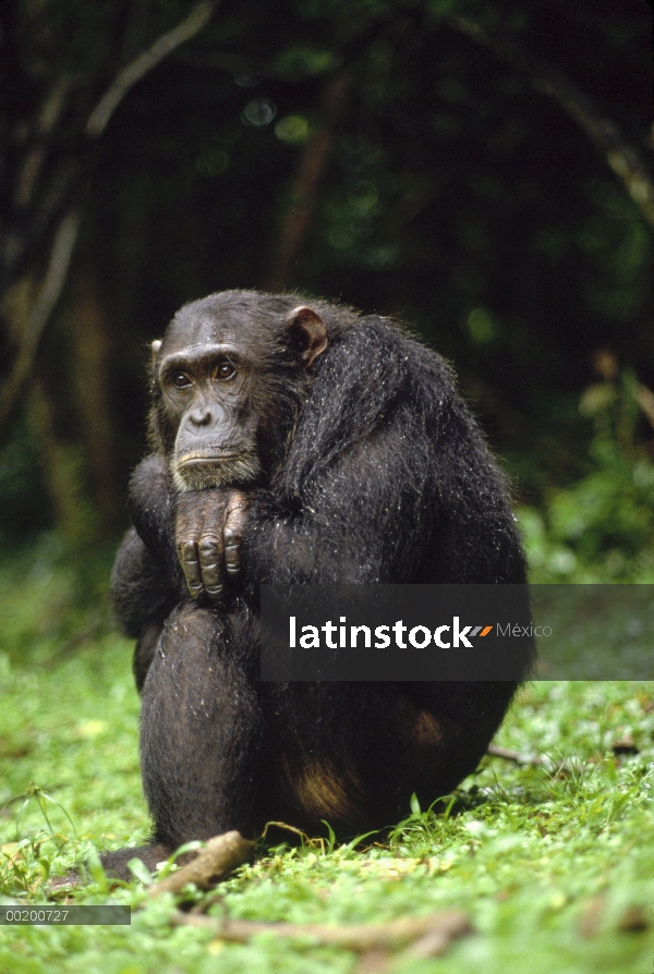 Retrato de chimpancé (Pan troglodytes), Parque Nacional de Gombe Stream, Tanzania