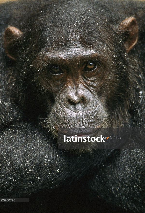 Chimpancé (Pan troglodytes) llamado Frodo cubierto con gotas de lluvia, el Parque Nacional Gombe Str