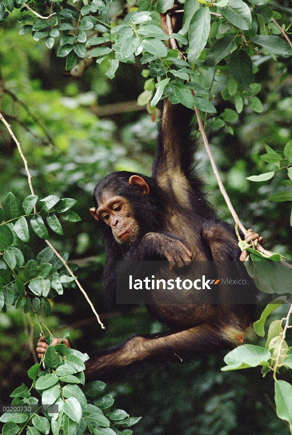 Chimpancé (Pan troglodytes) en, árbol, Parque Nacional de Gombe Stream, Tanzania