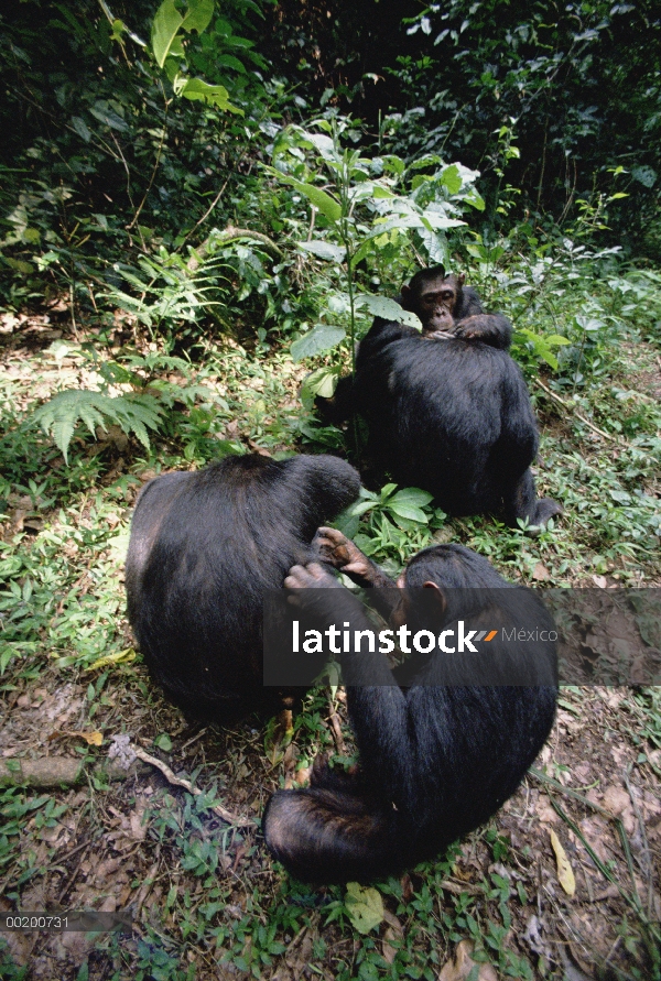 Chimpancé (Pan troglodytes) del grupo de la preparación, Parque Nacional de Gombe Stream, Tanzania