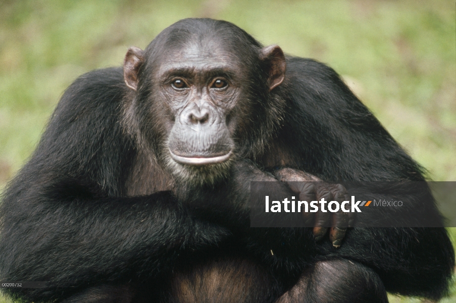 Retrato de chimpancé (Pan troglodytes), adulto llamado Frodo, Parque Nacional de Gombe Stream, Tanza