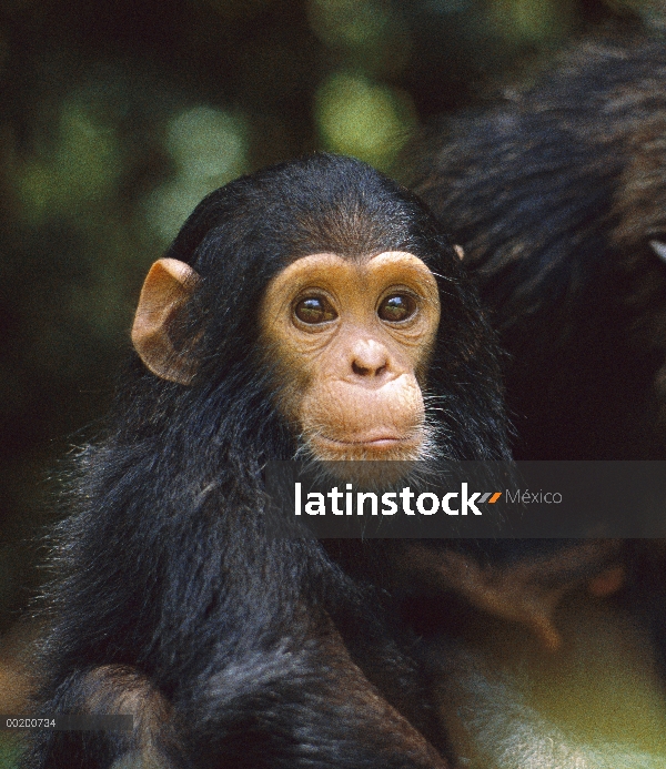 Bebé de chimpancé (Pan troglodytes), Parque Nacional de Gombe Stream, Tanzania