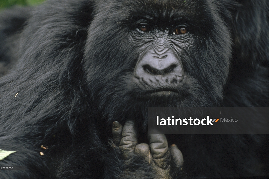 Dedo de montaña muestra hembra de gorila (Gorilla gorilla beringei) perdido a trampa, montañas de Vi