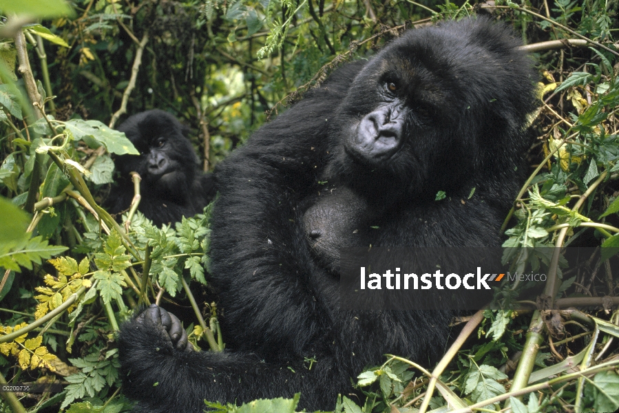 Hembra de gorila (Gorilla gorilla beringei) montaña de reclinación con el otro en el fondo, montañas