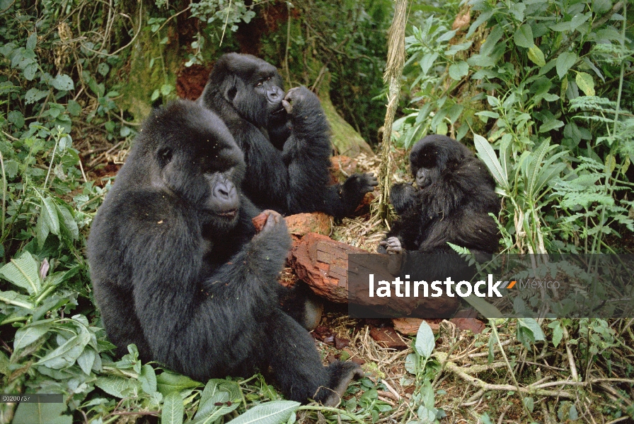 Grupo de montaña gorila (Gorilla gorilla beringei) comer, montañas de Virunga