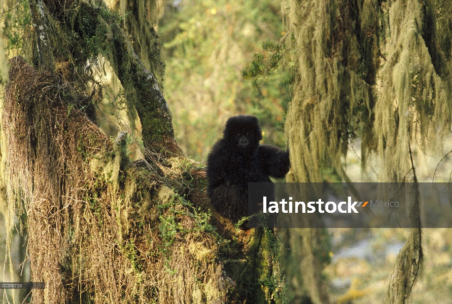 Jóvenes de gorila (Gorilla gorilla beringei) de montaña en la espesura del bosque, las montañas de V