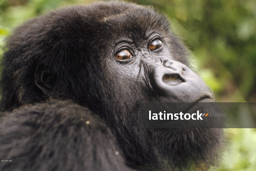 Adulto de gorila (Gorilla gorilla beringei) montaña mirando a cámara, montañas de Virunga, Congo