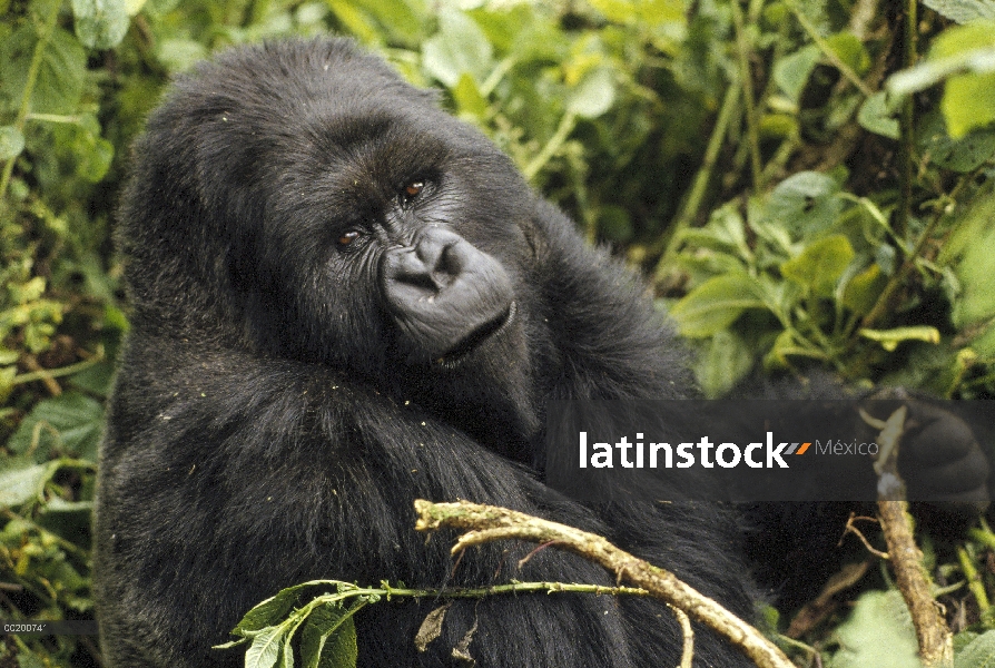 Gorila de montaña (Gorilla gorilla beringei) mirando a cámara, montañas de Virunga, Congo