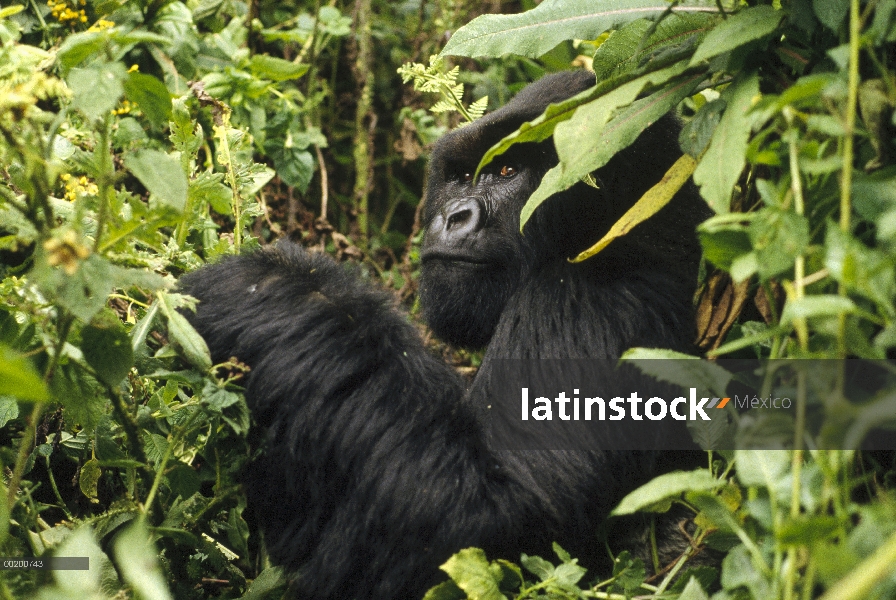 Gorila de montaña (Gorilla gorilla beringei) comer, montañas de Virunga, Congo