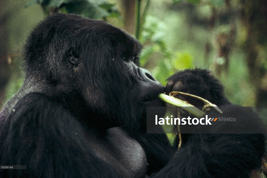 Hombre de gorila (Gorilla gorilla beringei) montaña alimentándose de vegetación, montañas de Virunga