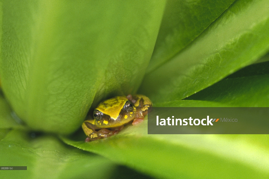 Rana (Rana sp) escondido entre plantas hojas, montañas de Virunga, África central