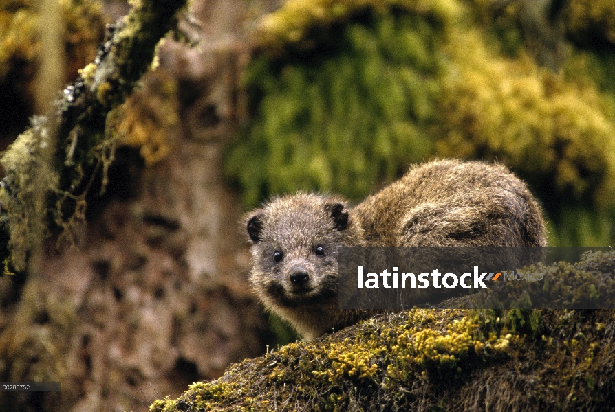 Este árbol Hyrax (Dendrohyrax arboreus) en el árbol de Hagenia (Hagenia abyssinica), montaña de Viru