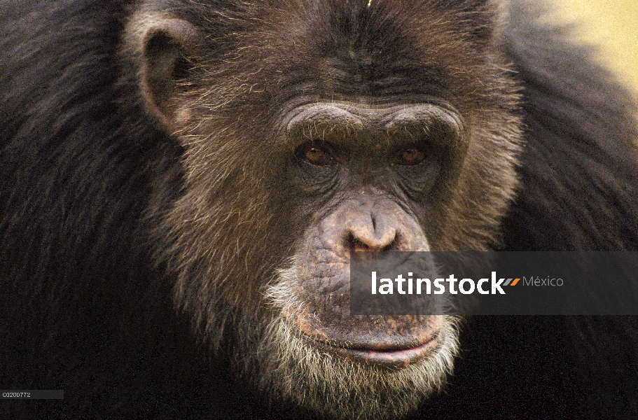 Retrato masculino de chimpancé (Pan troglodytes), Washington Park Zoo