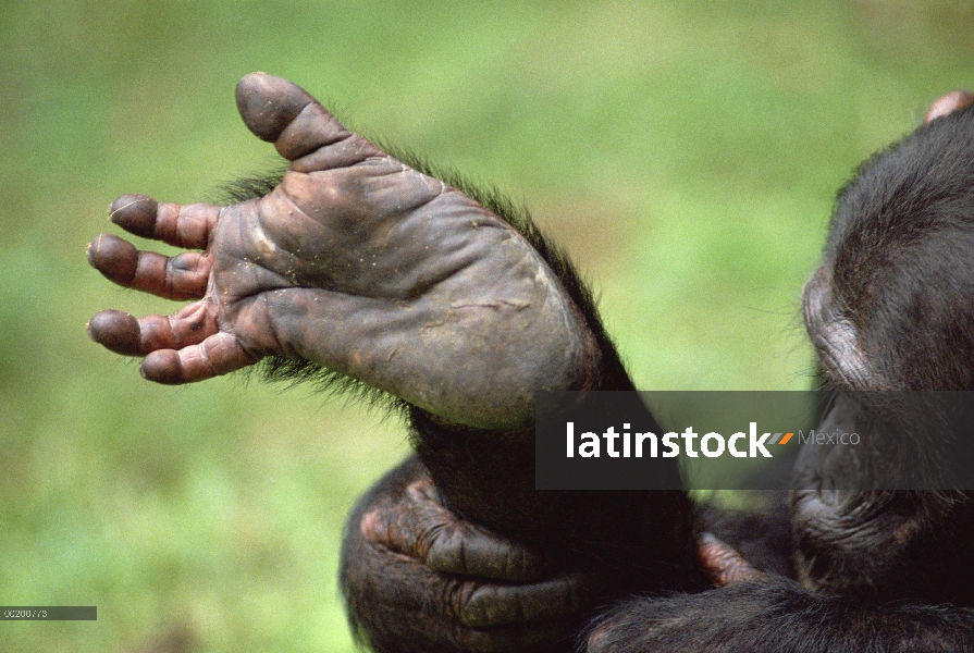 Pie de chimpancé (Pan troglodytes), Parque Nacional de Gombe Stream, Tanzania