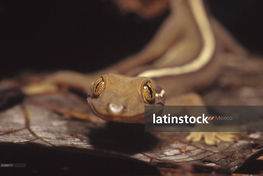 Gecko (Gekkonidae) en la planta de la selva tropical, Papua Nueva Guinea