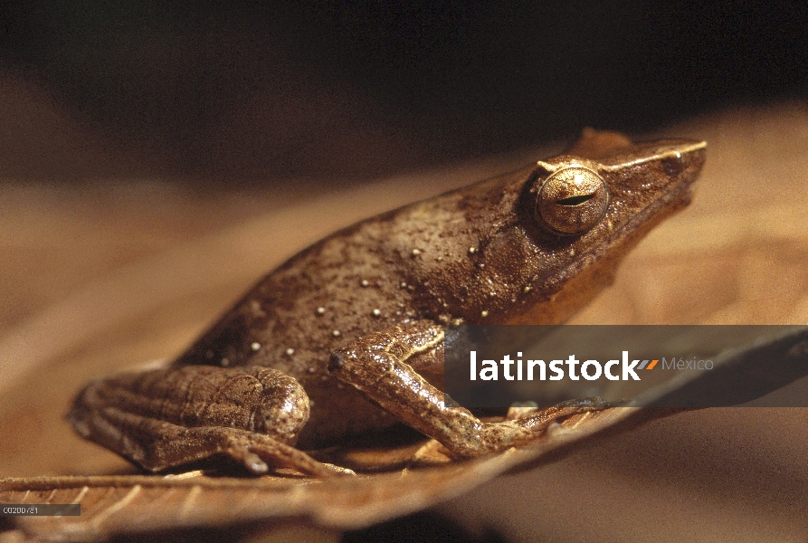 Ranas (Anura) camuflado en una hoja, Papua Nueva Guinea