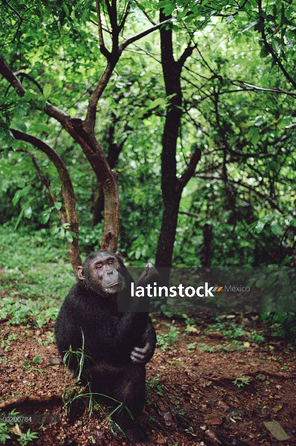 Chimpancé (Pan troglodytes), Parque Nacional de Gombe Stream, Tanzania