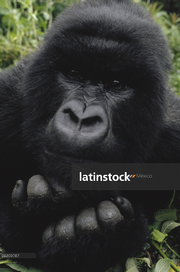 Retrato juvenil del gorila (Gorilla gorilla beringei) de montaña, montañas de Virunga, República Dem