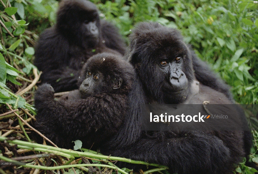 Gorila de la montaña (beringei del gorila del gorila) hembra, montañas de Virunga situado a lo largo