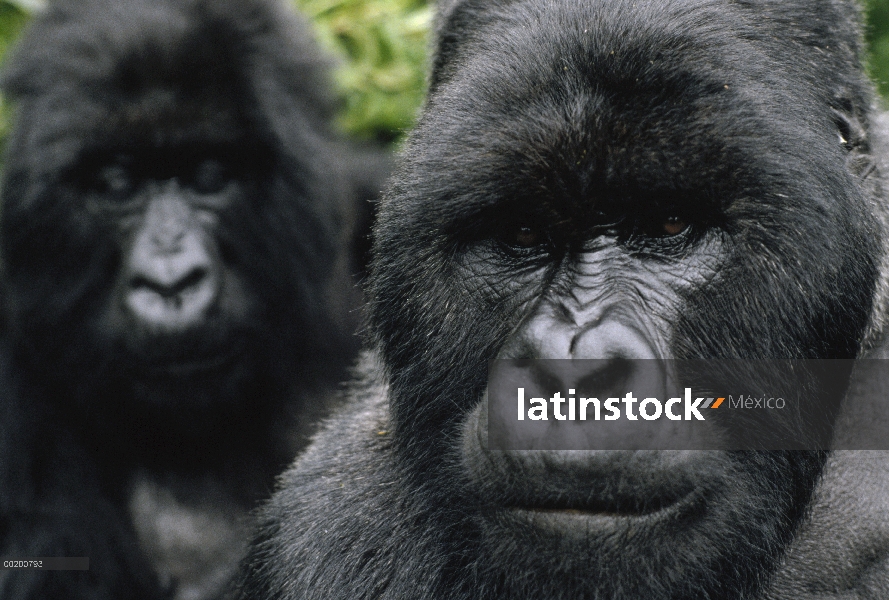 Gorila de la montaña (beringei del gorila del gorila) macho, montañas de Virunga situado a lo largo 