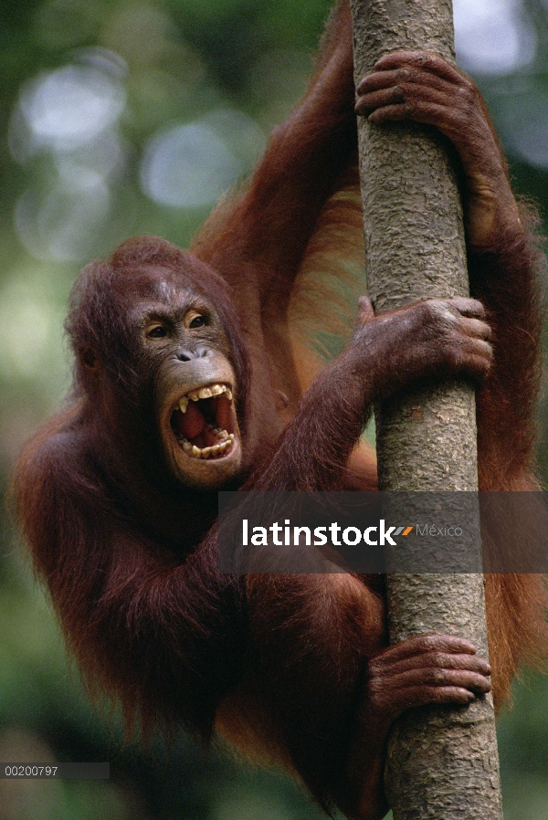 Orangután (Pongo pygmaeus) colgando en el árbol, reserva forestal de Sepilok, Sabah, Borneo