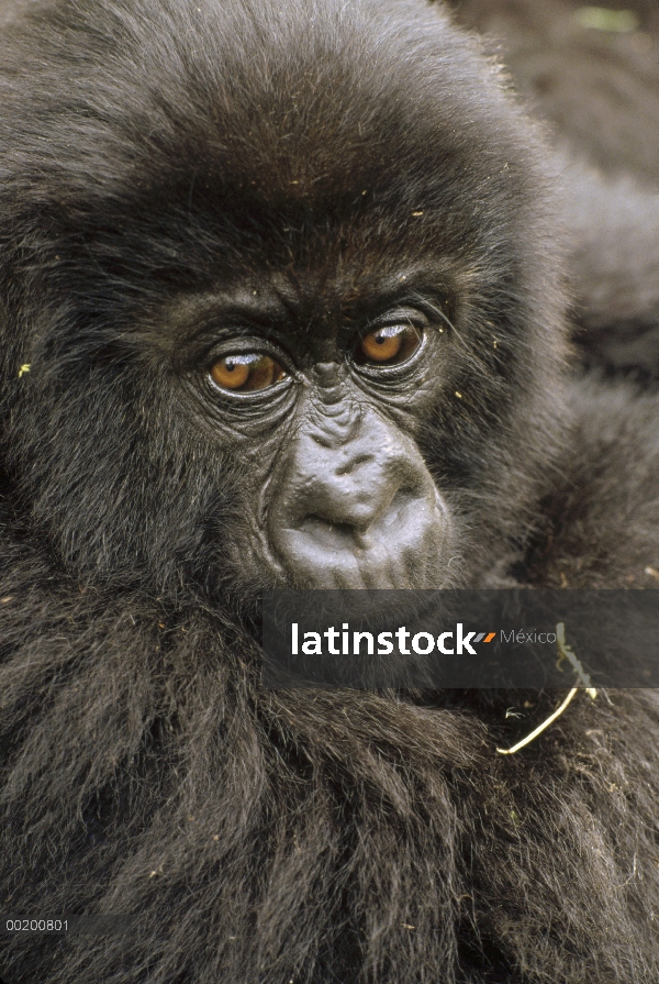 Retrato juvenil de montaña gorila (Gorilla gorilla beringei), montañas de Virunga a lo largo de la f