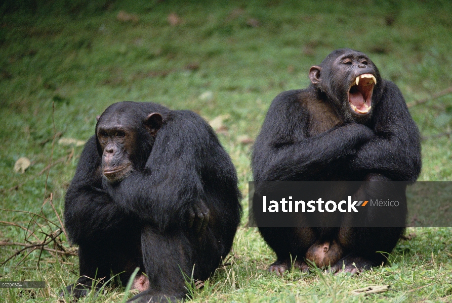 Par de chimpancé (Pan troglodytes) interactuando, Parque Nacional de Gombe Stream, Tanzania