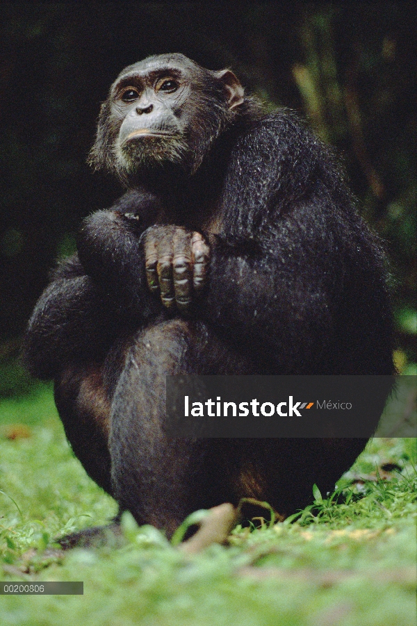 Retrato de chimpancé (Pan troglodytes), Parque Nacional de Gombe Stream, Tanzania