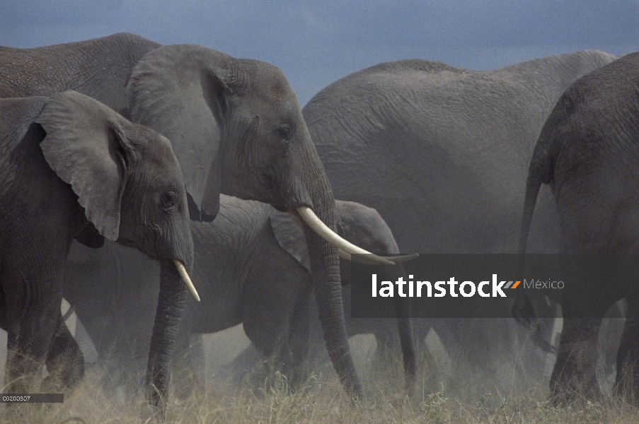 Manada de elefantes africanos (Loxodonta africana) caminar sobre llanura polvorienta, Parque Naciona