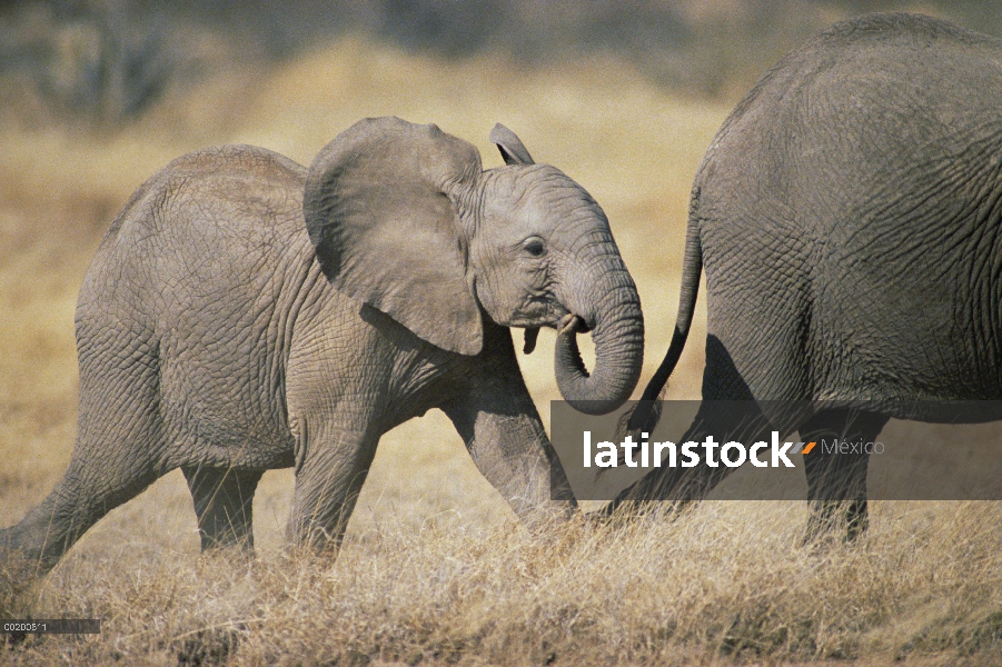 Elefante africano (Loxodonta africana) del bebé después de la madre, Parque Nacional de Amboseli, Ke