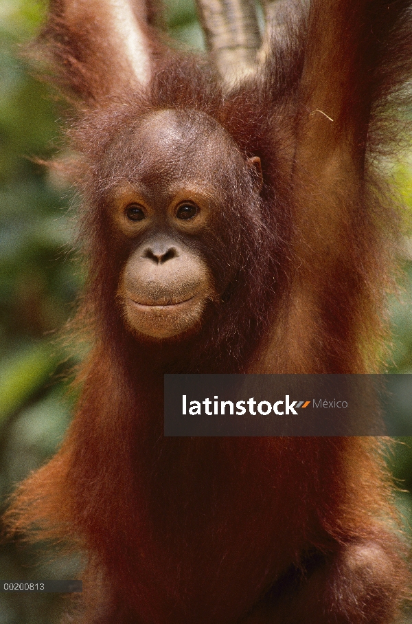 Orangután (Pongo pygmaeus) juvenil en cepa, centro de vida silvestre de Sepilok, Sabah, Borneo, Mala