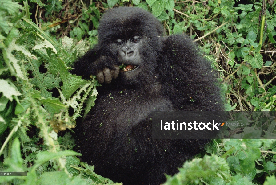 Gorila de montaña (Gorilla gorilla beringei) bebé, montañas de Virunga situado a lo largo de la fron