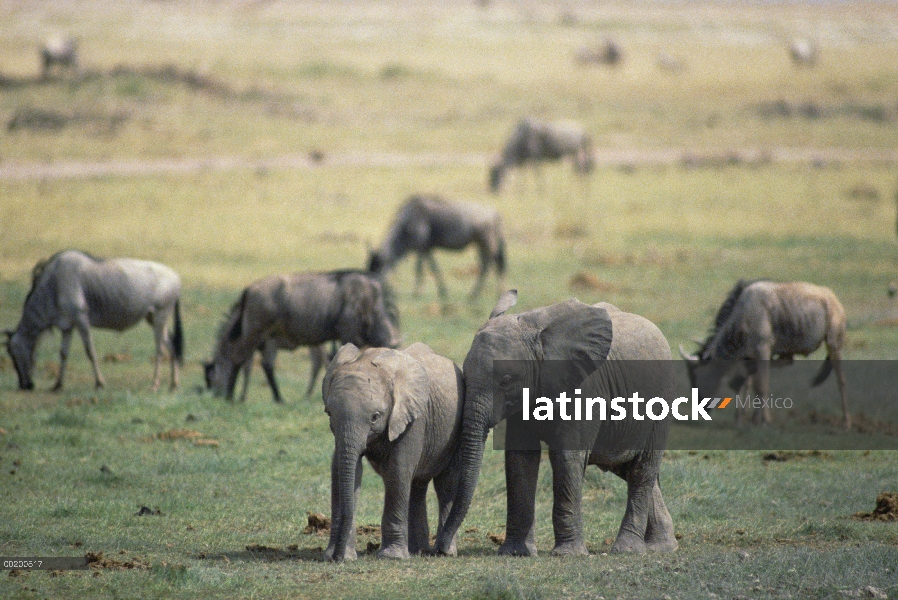 Juveniles del elefante africano (Loxodonta africana) jugando, Parque Nacional de Amboseli, Kenia